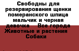 Свободны для резервирования щенки померанского шпица мальчик и черная девочка  - Все города Животные и растения » Собаки   